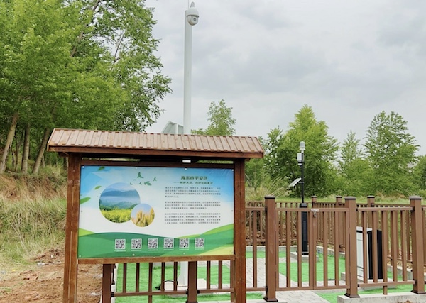 走進國家級油菜夏繁基地，感受科技賦能蓬勃動力